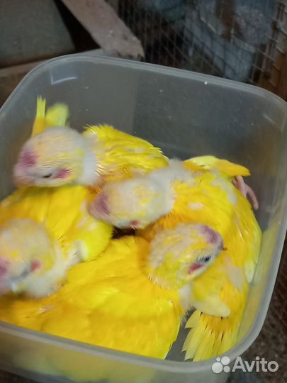 Попугай Какарик