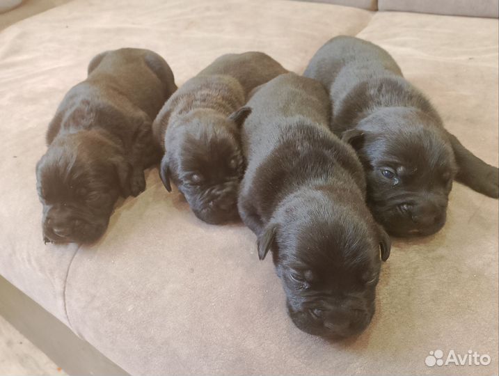 Щенки Кане Корсо