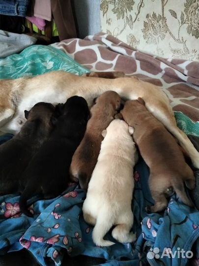 Собаки бесплатно