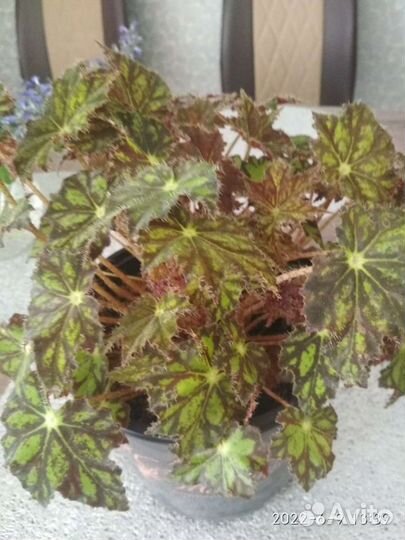 Бегония декоративно лиственная