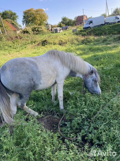 Лошадь пони