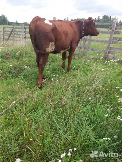 Телка 6 месяцев