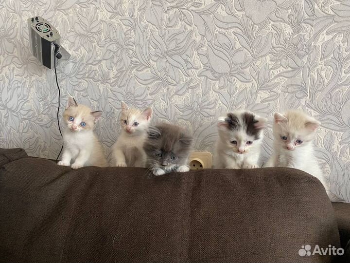 Котята в добрые руки даром