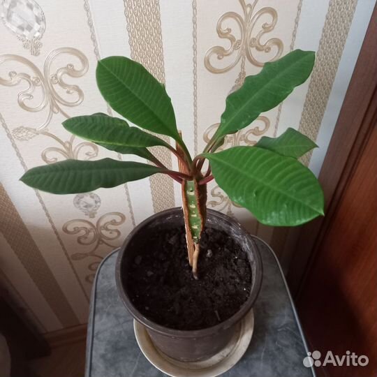 Эуфорбия Беложильчатый Молочай Суккулент