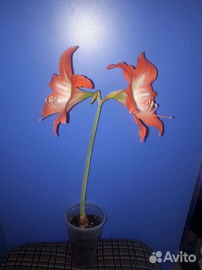 Гиппиаструм