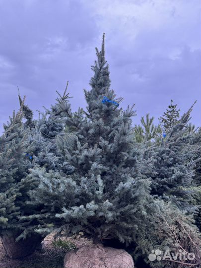 Ель Голубая Глаука