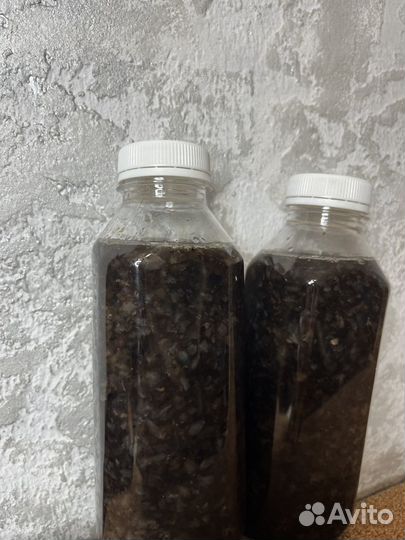 Экстракт трепанга. Мед