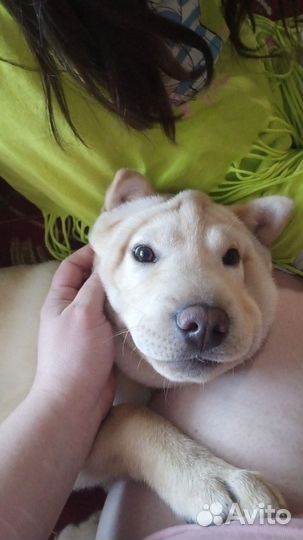 Собака в добрые руки смесь шарпей