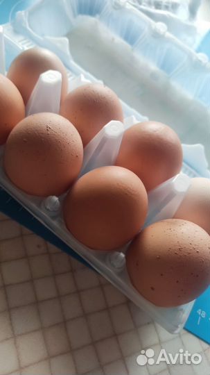 Продам яйцо куриное домашнее