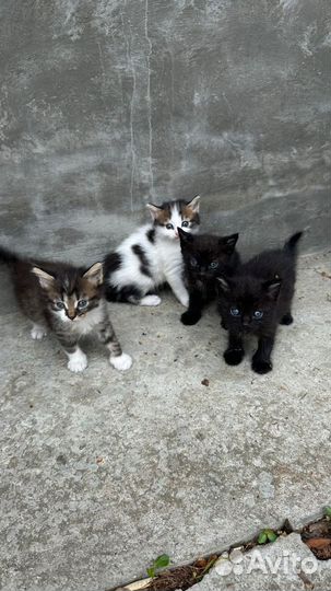 Отдам котят в добрые руки