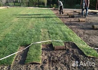 Газон от производителя