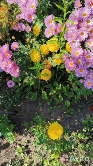 Цветы на срез