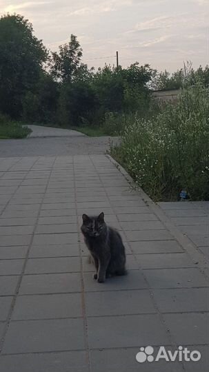 Кошки в добрые руки бесплатно