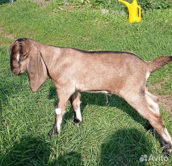 Козлик нубийский