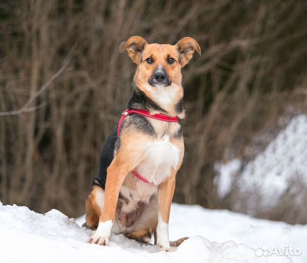 Собака в добрые руки