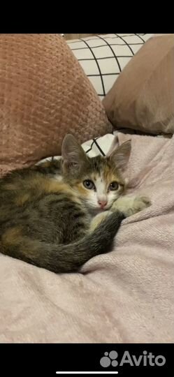 Трехцветный котенок