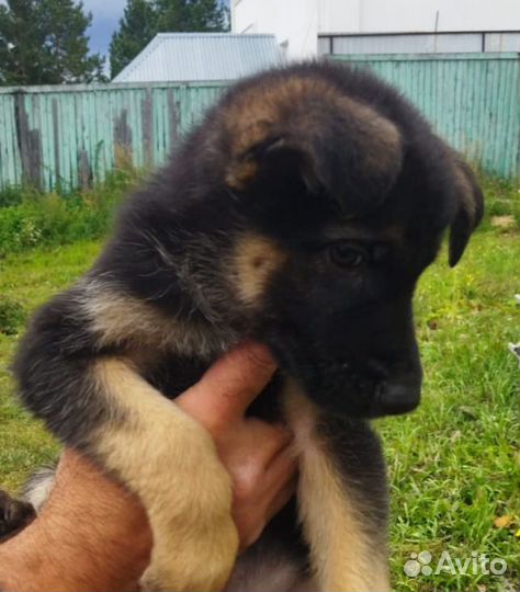 Восточно европейская овчарка (немецкая ) щенки