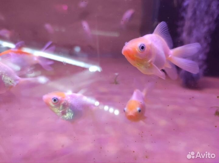 Золотые рыбки аквариумные
