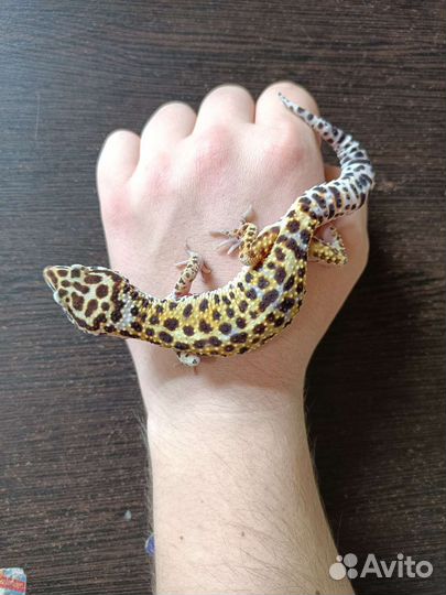 Пятнистый эублефар