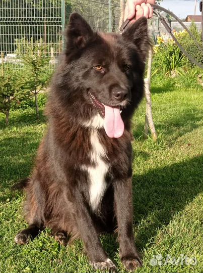 Черная немецкая овчарка длинношерстная метис