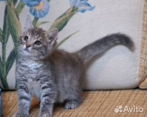 Малышка Нэнси(4мес.) ждёт свою семью