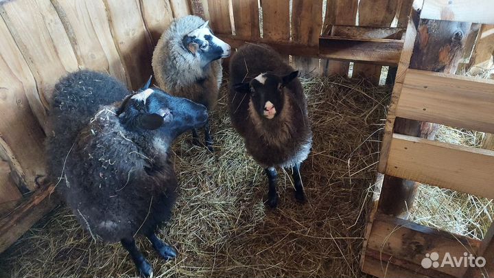 Продаются овцы и бараны