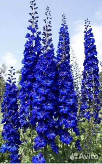Дельфиниум