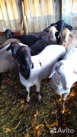 Баран 6-7месяцев