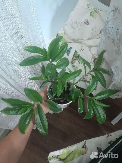 Традесканция