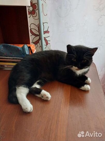 Кошка в дар бесплатно