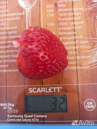 Саженцы клубники Азия