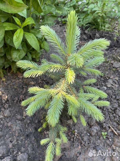 Голубые елочки