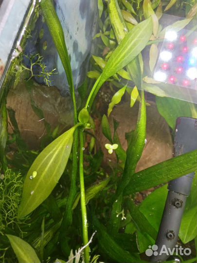 Лимнофила, Криптокорина, Людвигия, эхинодорус