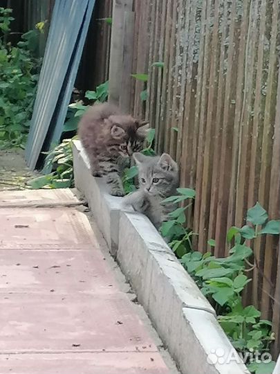 Котята в добрые руки, девочка