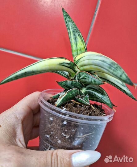 Сансевиерия Blue clone