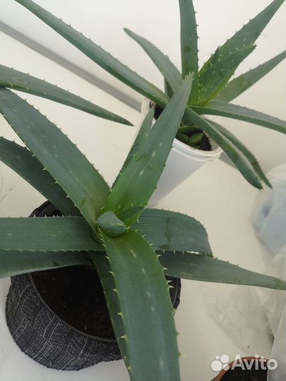 Растение алоэ Вера