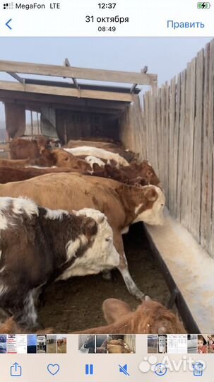 Телята бычки на откорм