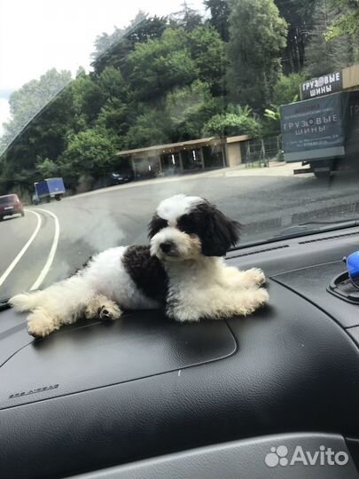 Той-пудель вязка мальчик. Бесплатно