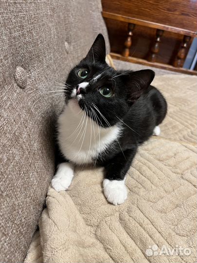 Молодая кошка