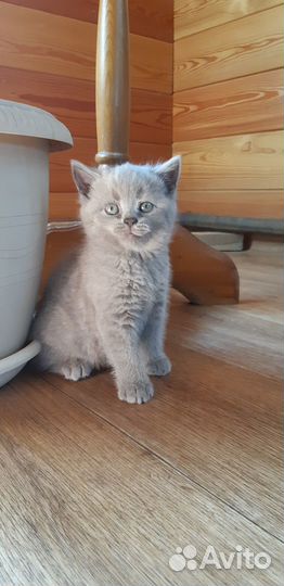 Британские котята