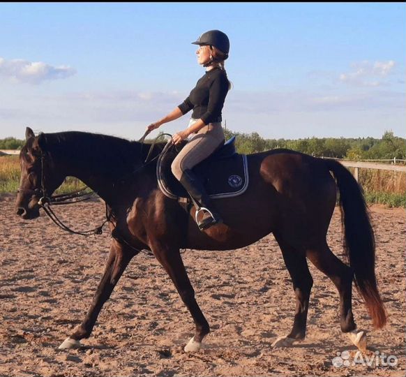 Лошадь в аренду