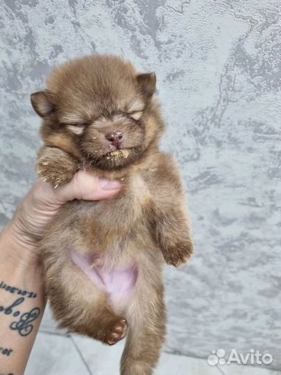 Маленький мишка