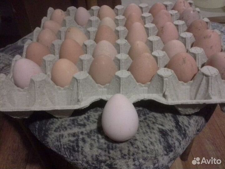 Яйцо цесарок пищевое