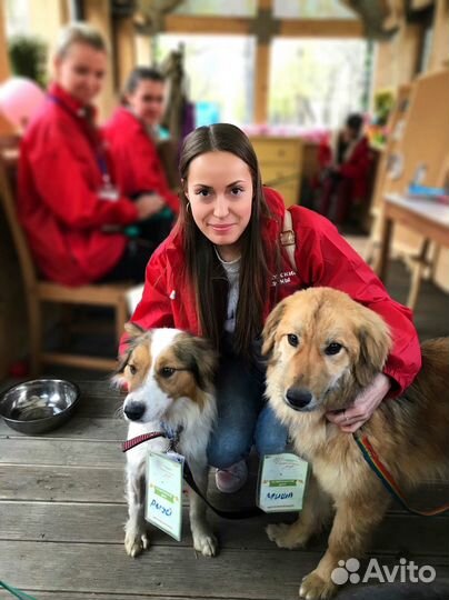 Выгул собак Гольяново и вао