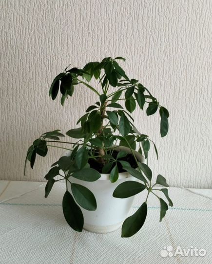 Комнатные цветы шефлера
