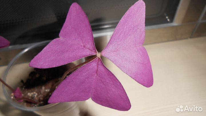 Кислица оксалис