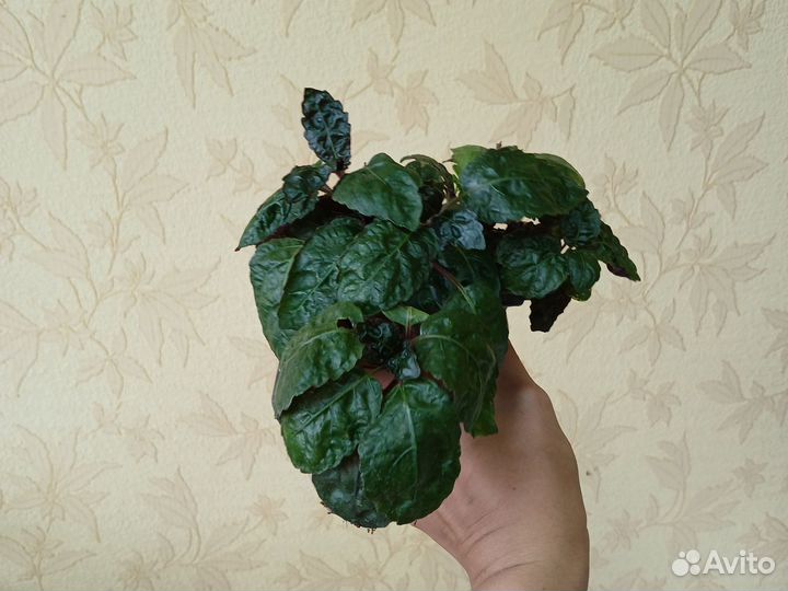 Гемиграфис