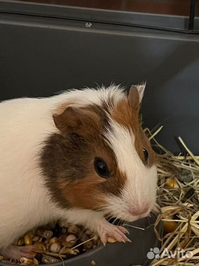 Морская свинка