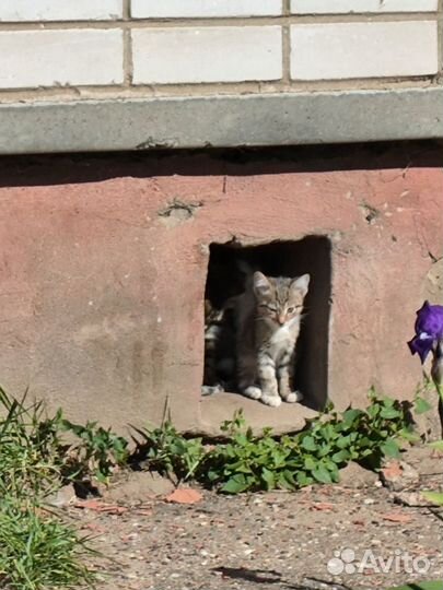 Котята в добрые руки бесплатно