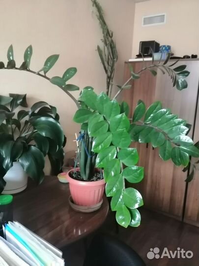 Замиокулькас